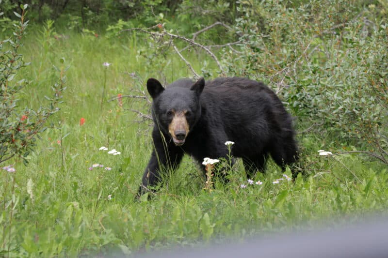 https://www.discovercanadatours.com/wp-content/uploads/2022/05/0H9A6664-scaled-e1656539084933.jpg
