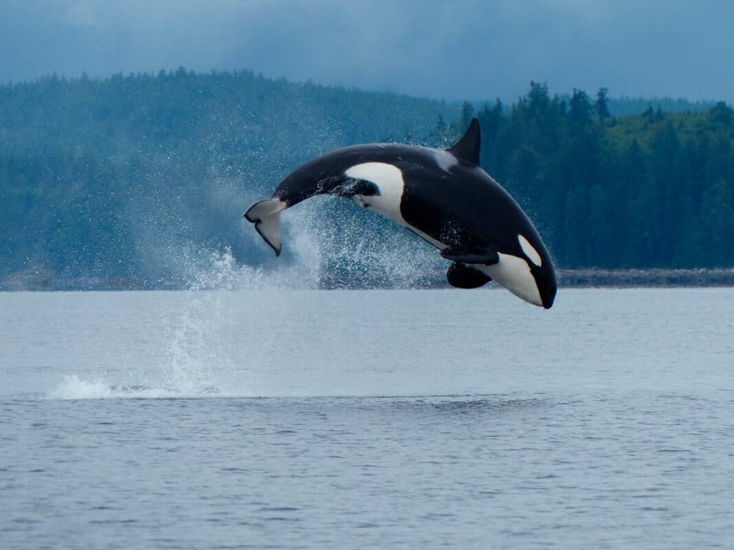 bc coastal tours