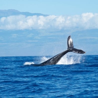 https://www.discovercanadatours.com/wp-content/uploads/2022/05/abigail-lynn-9JrBiphz0e0-unsplash-1-394x394-1.jpeg