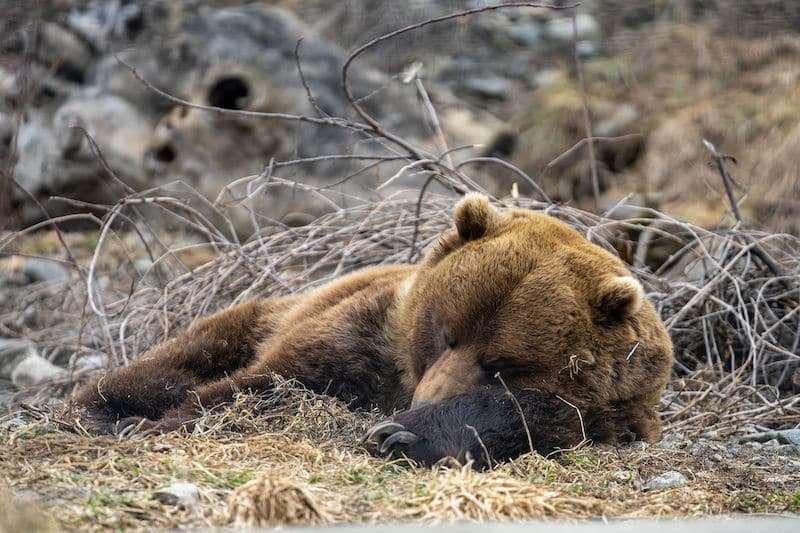 https://www.discovercanadatours.com/wp-content/uploads/2022/05/©DCT-LisanneSmeele-BCWildlifePark-WinterRockies.jpg