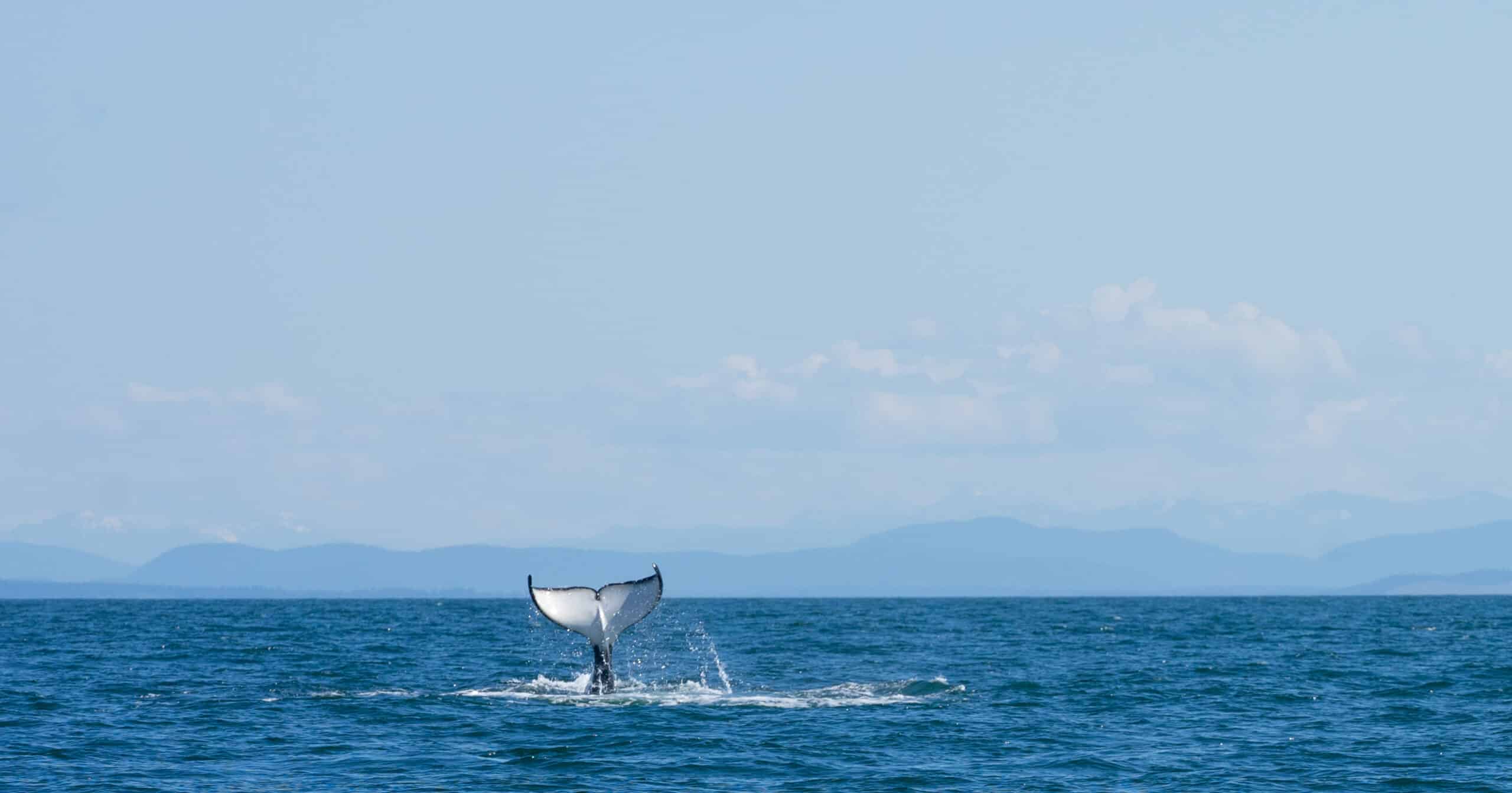 https://www.discovercanadatours.com/wp-content/uploads/2022/05/©LisanneSmeele-Whalewatching-13-scaled-e1657564572773.jpg