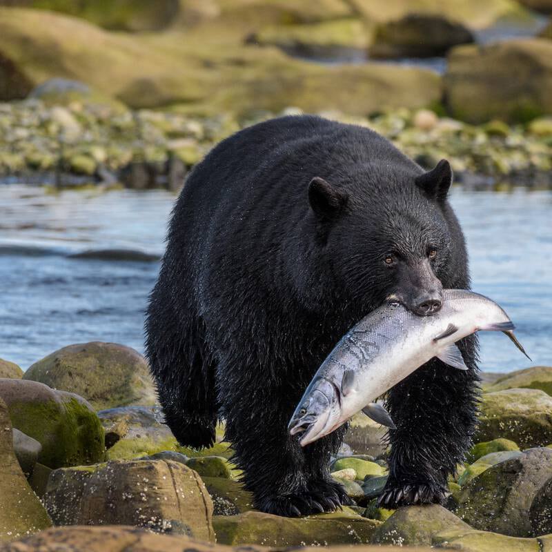 https://www.discovercanadatours.com/wp-content/uploads/2022/06/DestinationBC-YuriChoufour.jpg