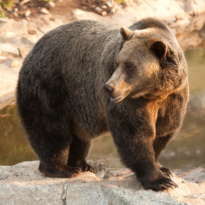 https://www.discovercanadatours.com/wp-content/uploads/2022/06/Grizzly-Bear.jpg