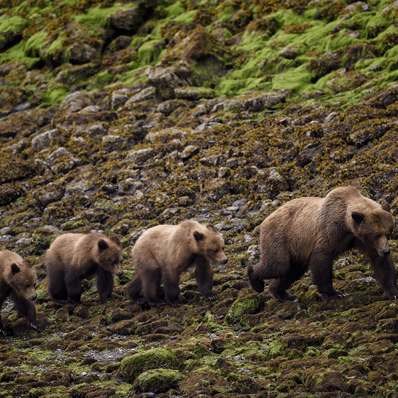 https://www.discovercanadatours.com/wp-content/uploads/2022/06/Khutzeymateen-Grizzly-Bear-Sanctuary.png