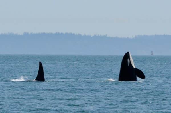 https://www.discovercanadatours.com/wp-content/uploads/2022/06/RDVTour_Tofino13-e1656606851132-600x398.jpg