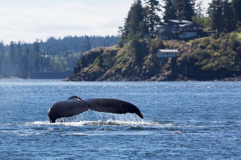 https://www.discovercanadatours.com/wp-content/uploads/2022/06/©DestinationBC-BoomerJerritt-WhaleWatching-CampbellRiver.jpeg