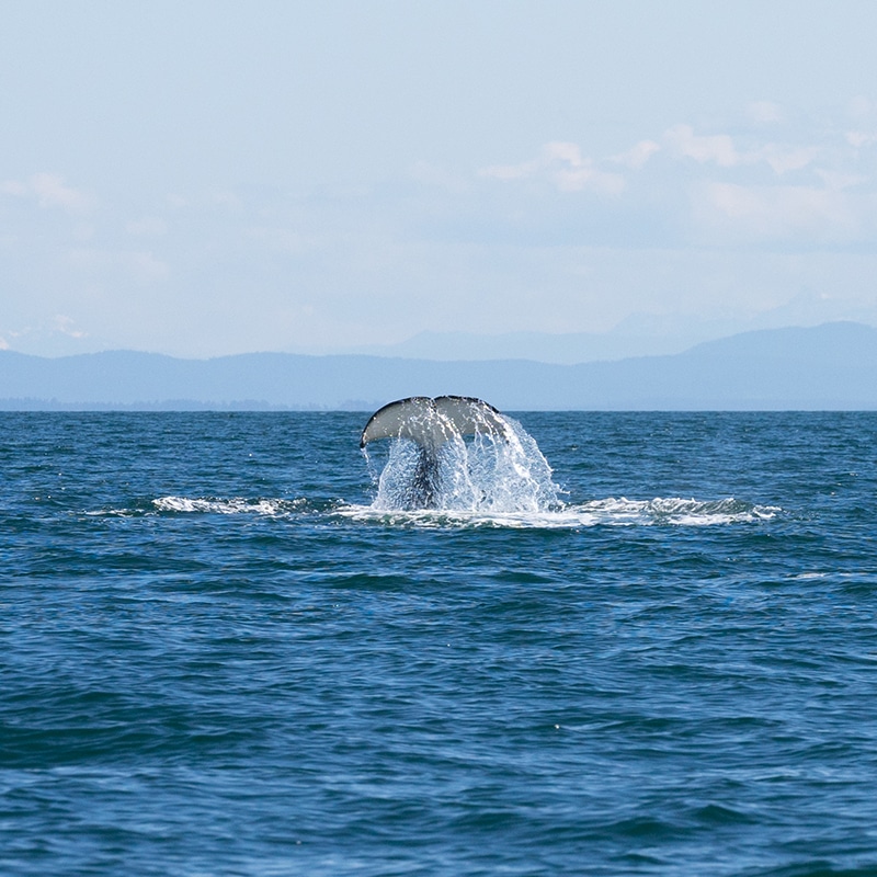 https://www.discovercanadatours.com/wp-content/uploads/2022/06/©LisanneSmeele-Whalewatching-11.jpg