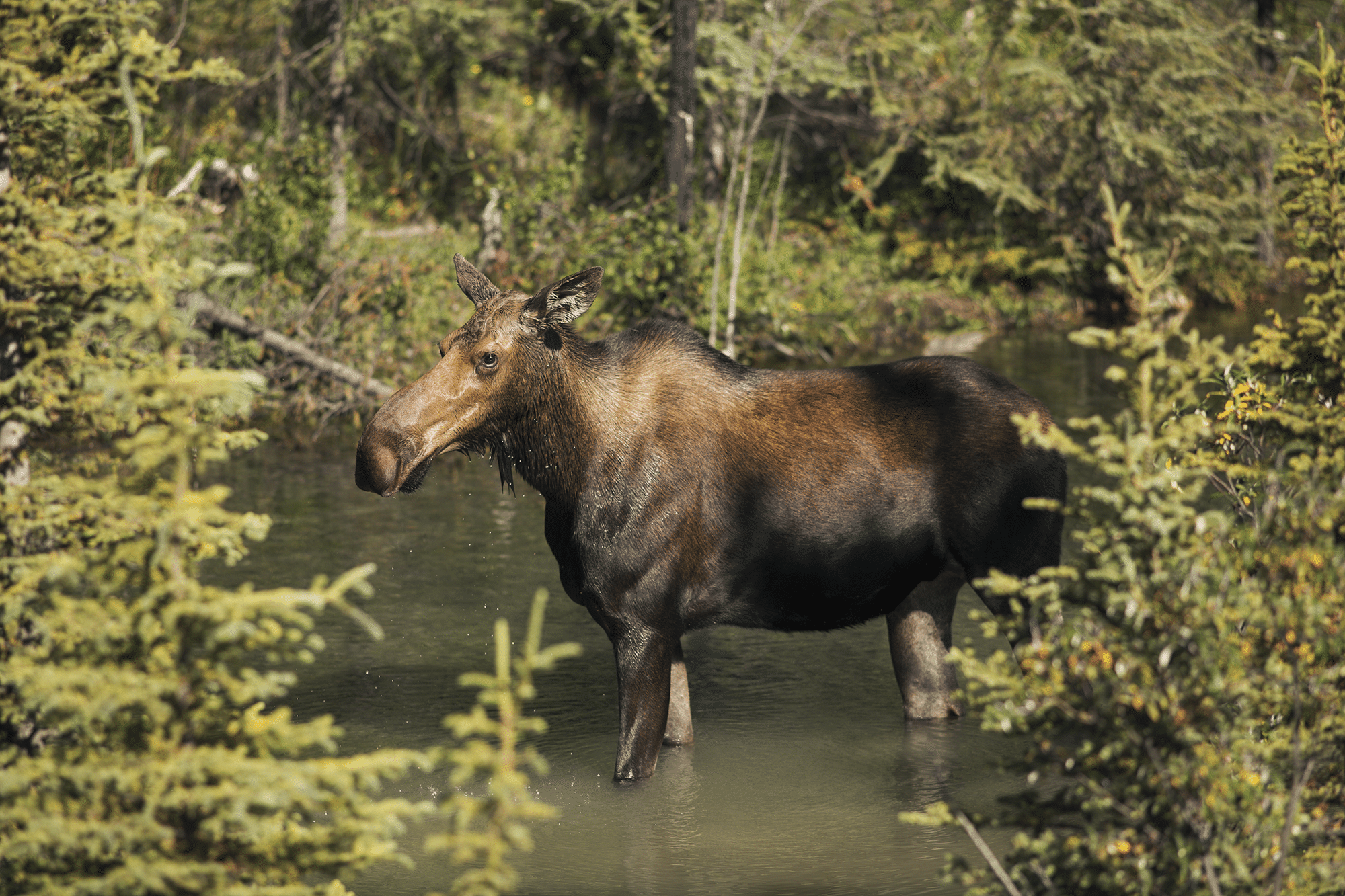 https://www.discovercanadatours.com/wp-content/uploads/2022/07/27105_Main-File.png