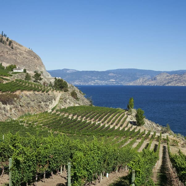 https://www.discovercanadatours.com/wp-content/uploads/2022/07/RDVTour_OkanaganLake-e1657237512931.jpg