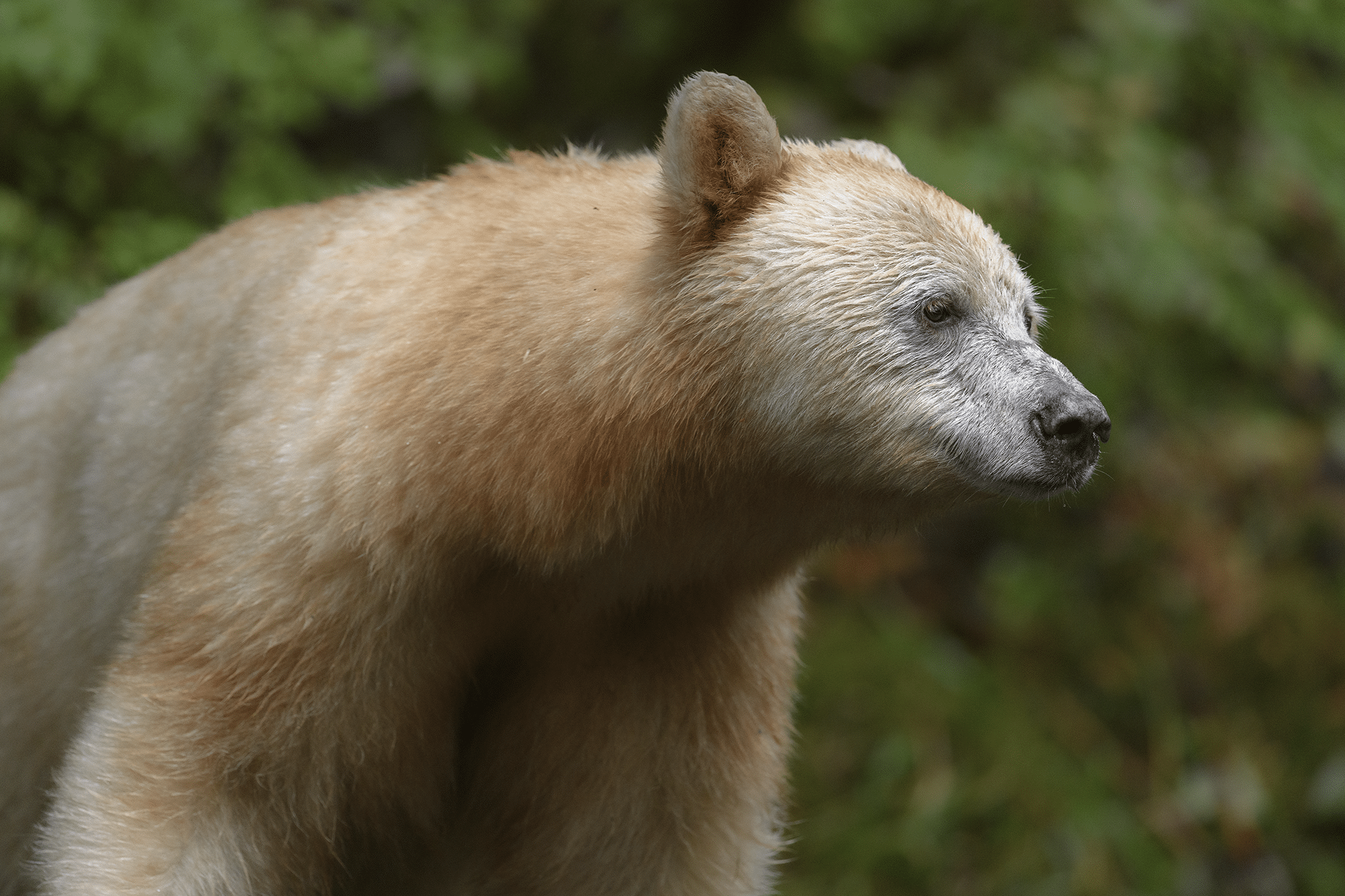 https://www.discovercanadatours.com/wp-content/uploads/2022/07/Spirit-Bear-Destination-BCYuri-Choufour.png