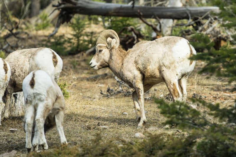 https://www.discovercanadatours.com/wp-content/uploads/2022/07/©DCT-LisanneSmeele-BCWildlifePark-RockiesWinter.jpg