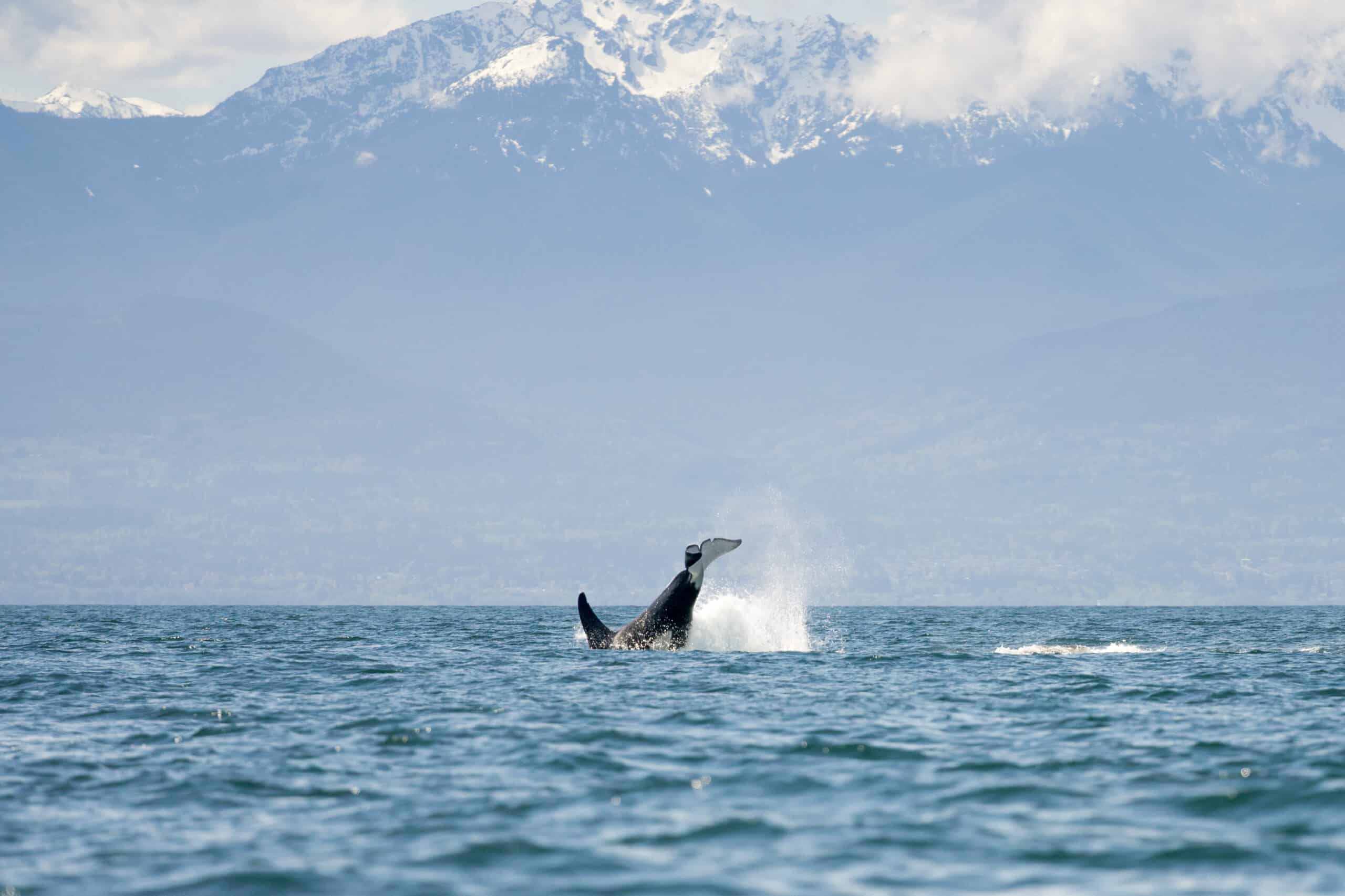 https://www.discovercanadatours.com/wp-content/uploads/2022/07/©LisanneSmeele-Whalewatching-39-scaled.jpg