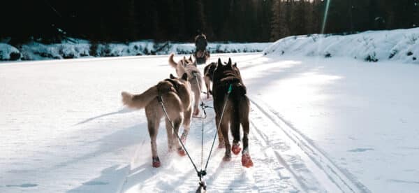 https://www.discovercanadatours.com/wp-content/uploads/2022/08/dog-mushing-scaled-e1659653832191-600x276.jpg