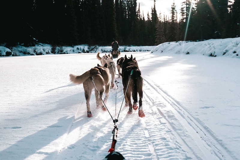 https://www.discovercanadatours.com/wp-content/uploads/2022/08/©DCT-DaniEaston-DogMushing.jpg