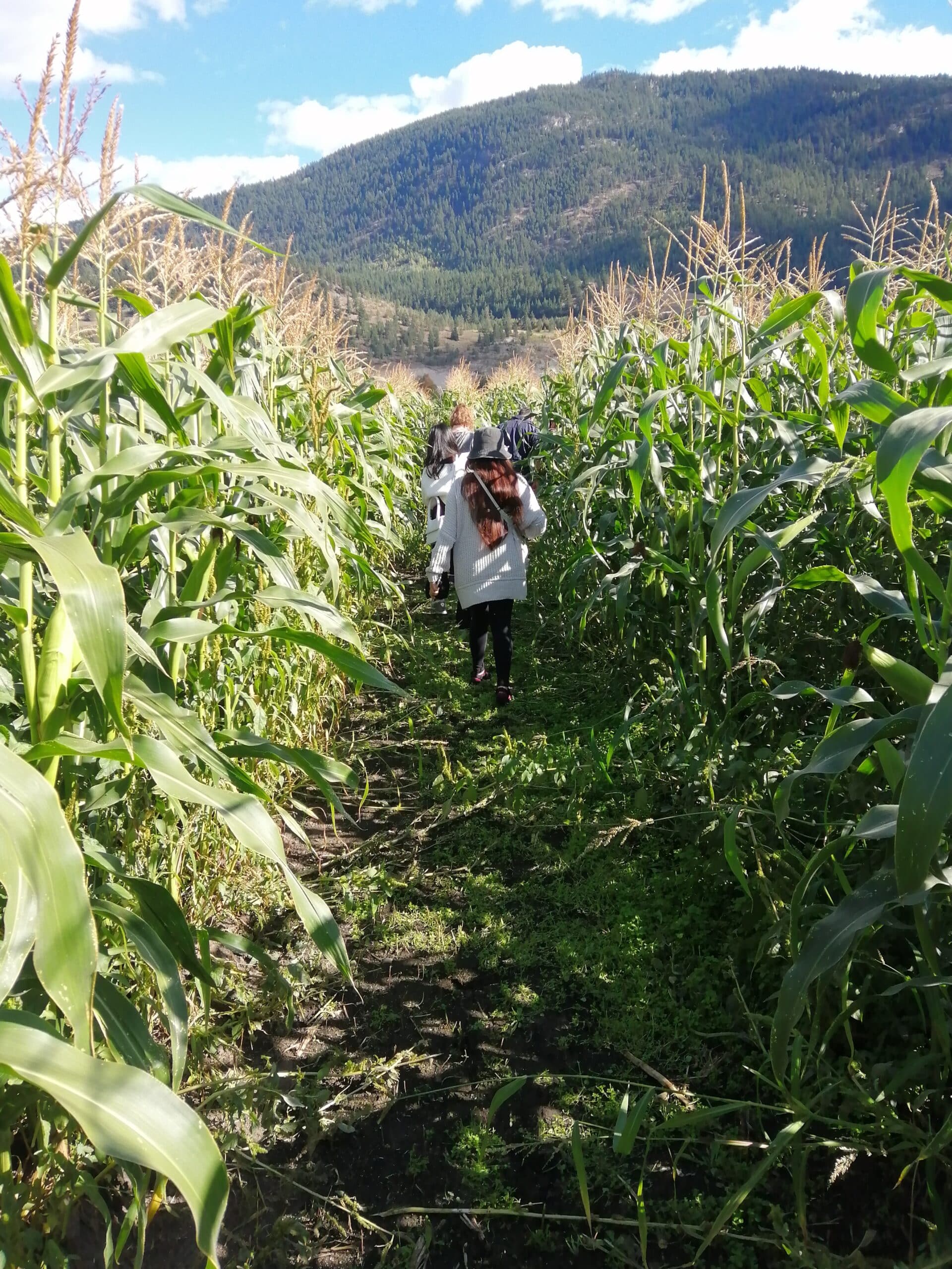 https://www.discovercanadatours.com/wp-content/uploads/2022/10/Corn_Farm_3-scaled.jpg