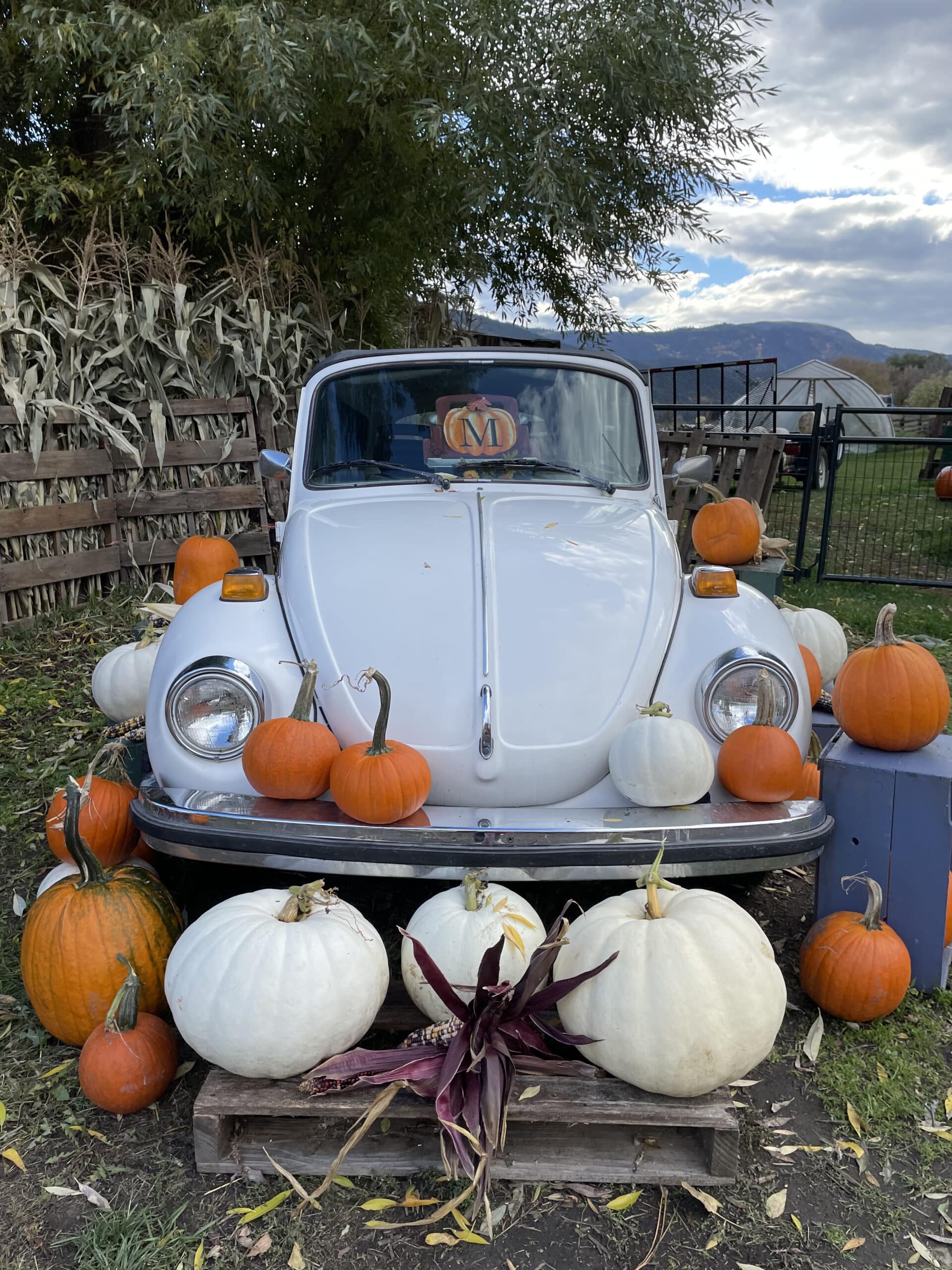 https://www.discovercanadatours.com/wp-content/uploads/2022/10/Halloween_CornFarm4-scaled.jpeg