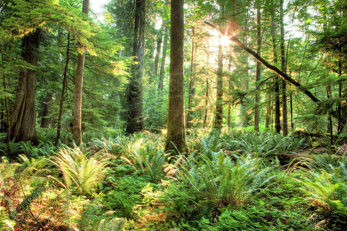 https://www.discovercanadatours.com/wp-content/uploads/2022/10/RDVTour_Tofino4.jpg