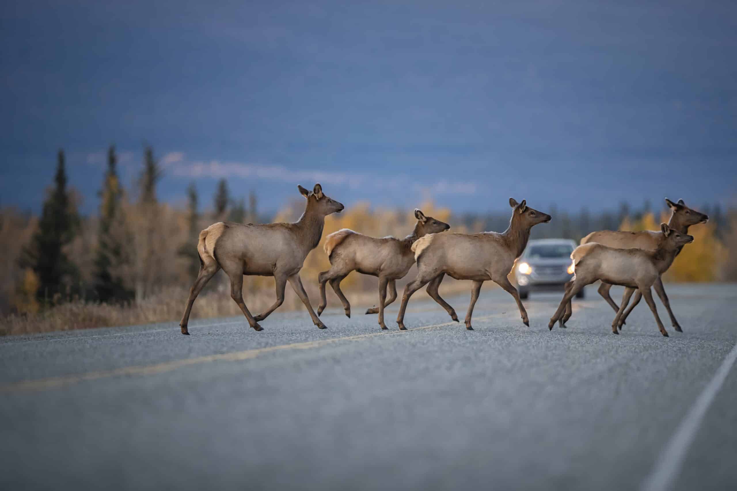 https://www.discovercanadatours.com/wp-content/uploads/2023/01/TourismYukon16-1-scaled.jpg