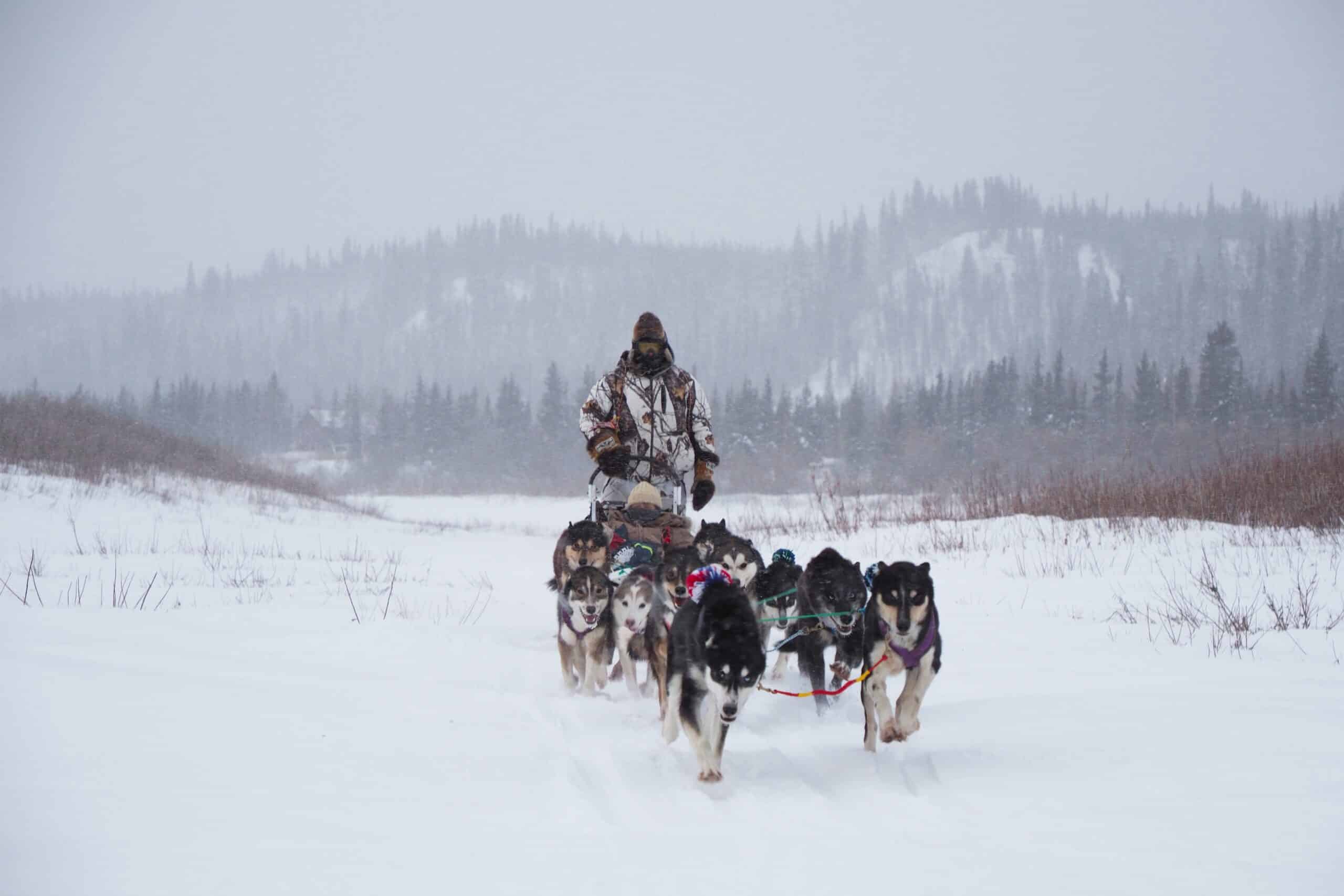 https://www.discovercanadatours.com/wp-content/uploads/2023/01/UemuraPaulMushing5-scaled.jpg