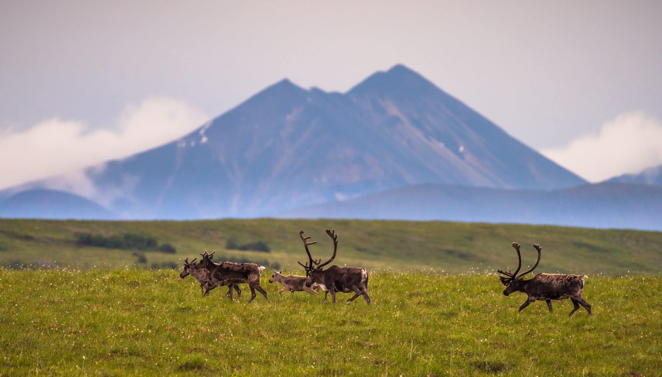 https://www.discovercanadatours.com/wp-content/uploads/2023/03/2016-07-21PorcupineCaribouSummerMigration0532-scaled.jpg