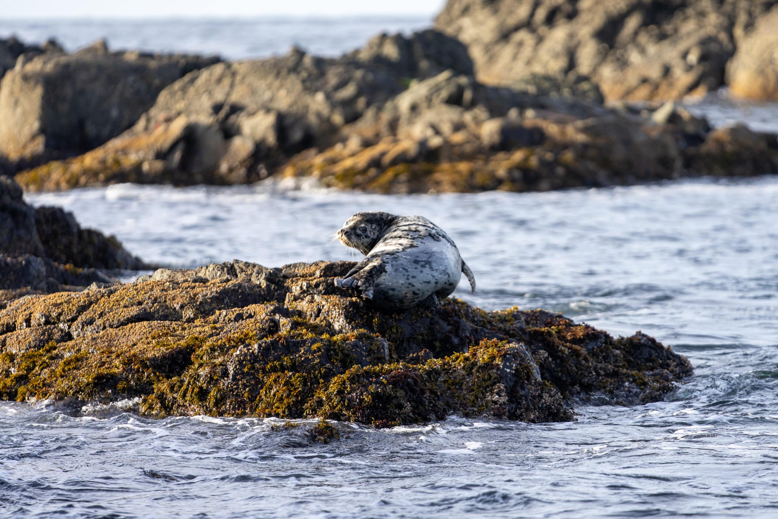 https://www.discovercanadatours.com/wp-content/uploads/2023/03/©Lisanne_Smeele_Tofino_FAM-20-scaled.jpg