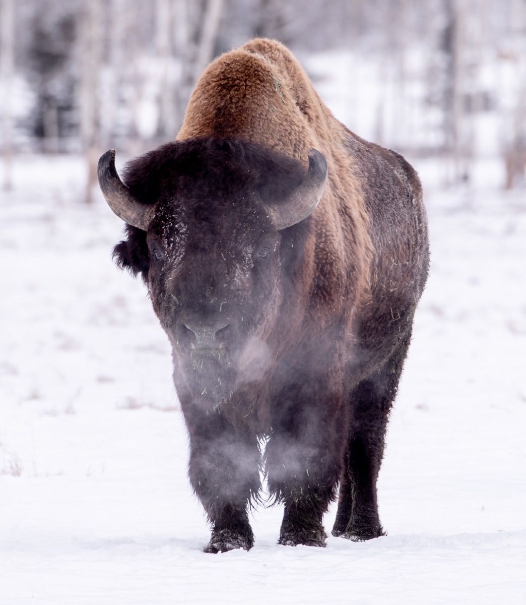 https://www.discovercanadatours.com/wp-content/uploads/2023/05/Bison-Winter-©Yukon-Government-Photo_72.jpg