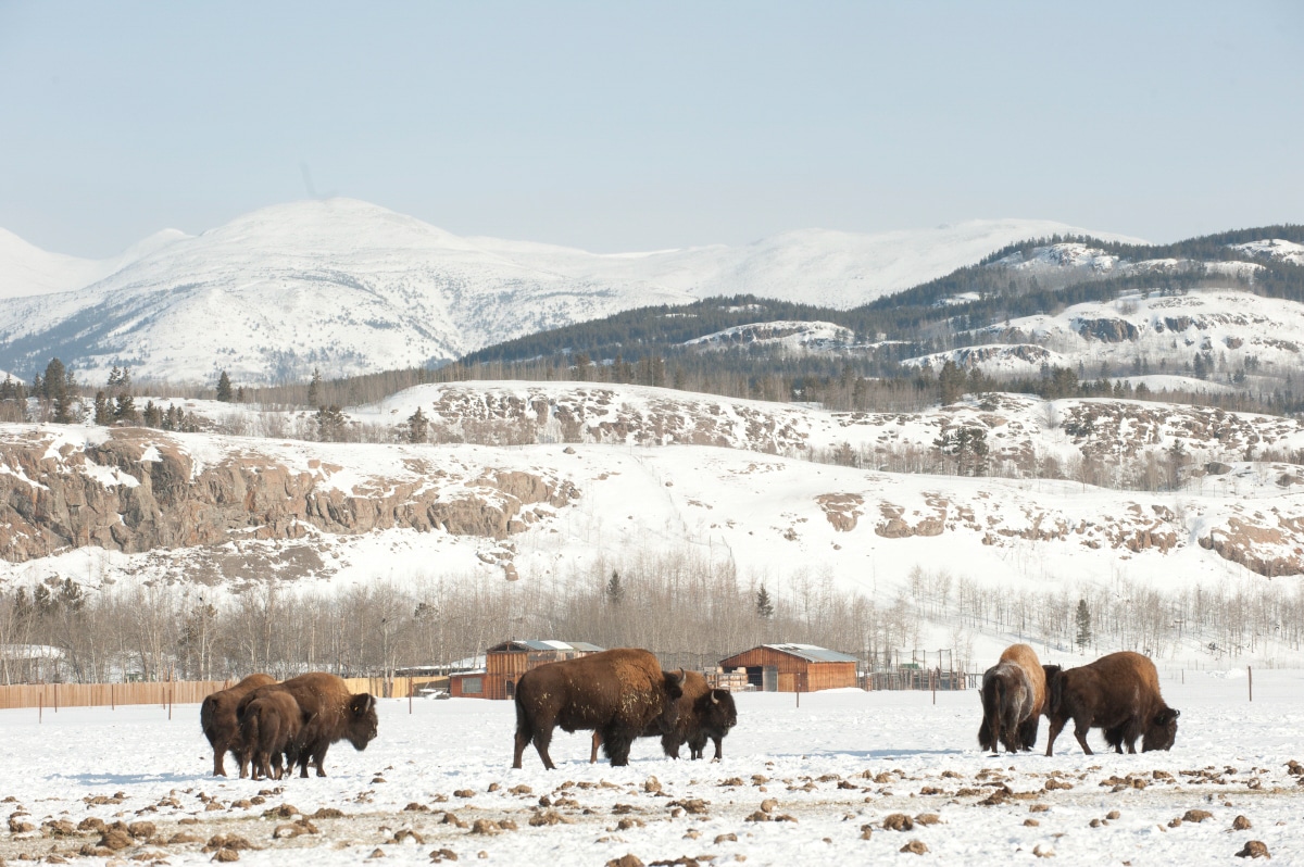 https://www.discovercanadatours.com/wp-content/uploads/2023/05/Bison-Yukon-Wildlife-Preserve-©Govt-of-Yukon_72.jpg