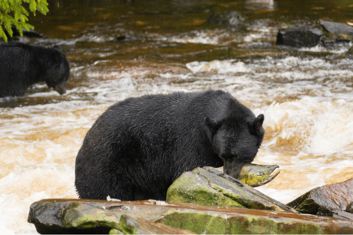 https://www.discovercanadatours.com/wp-content/uploads/2023/05/Black_Bear_Salmon_Catching_©Canva.png