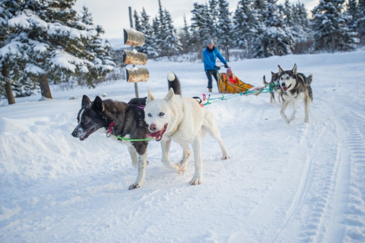 https://www.discovercanadatours.com/wp-content/uploads/2023/05/Dog-Sledding-2-©Yukon-Govt-Cathie-Archbould_72.jpg