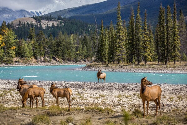 https://www.discovercanadatours.com/wp-content/uploads/2023/05/RM_AthabascaRiver©Rocky-Mountaineer_72-600x400.jpg