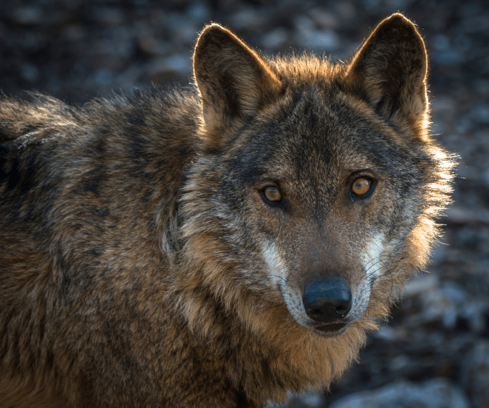 https://www.discovercanadatours.com/wp-content/uploads/2023/05/Sea_Wolf_Tofino_Canva.png