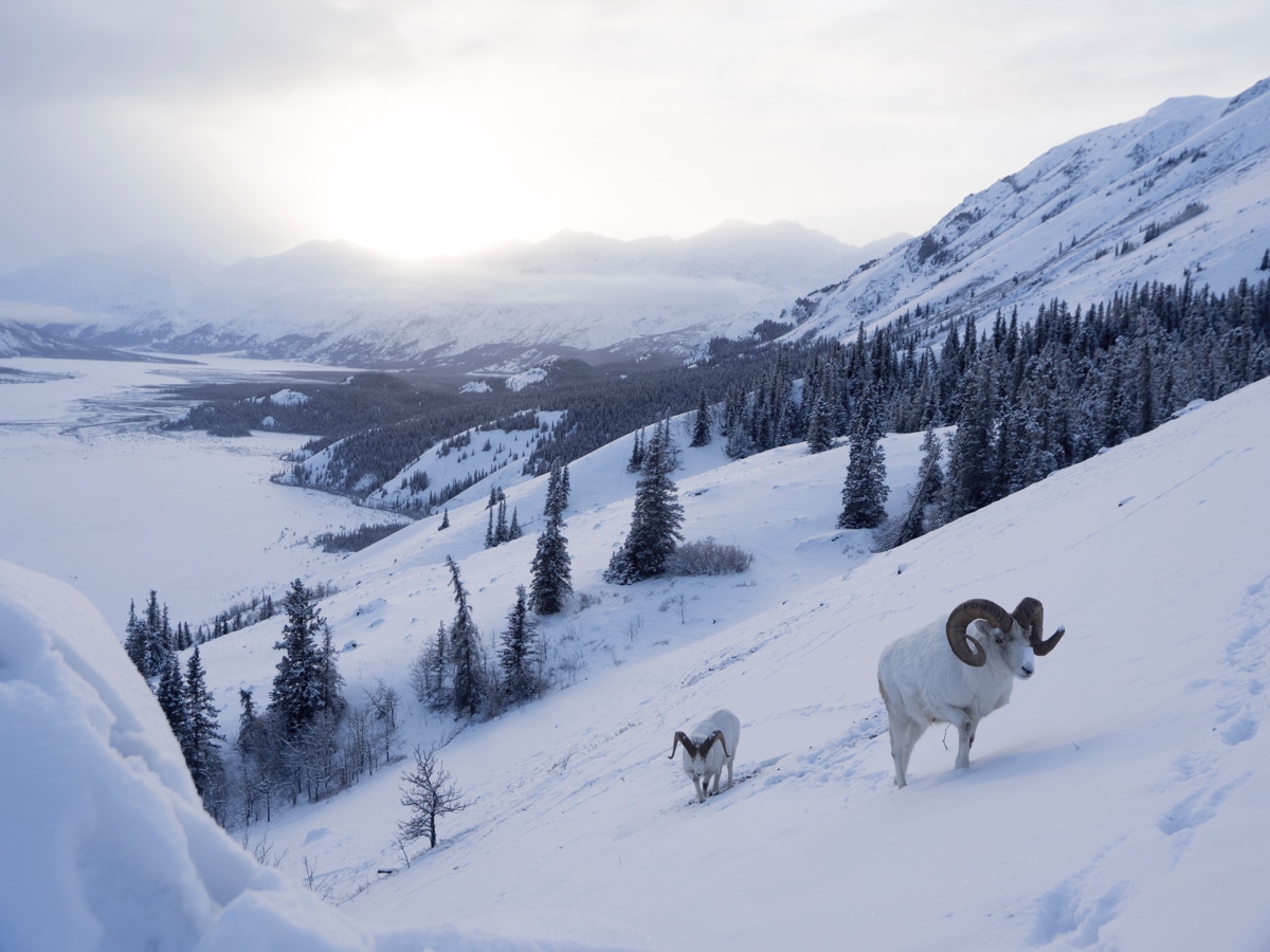 https://www.discovercanadatours.com/wp-content/uploads/2023/05/Yukon-Winter-wildlife-©Tomohiro-Uemura_72.jpg
