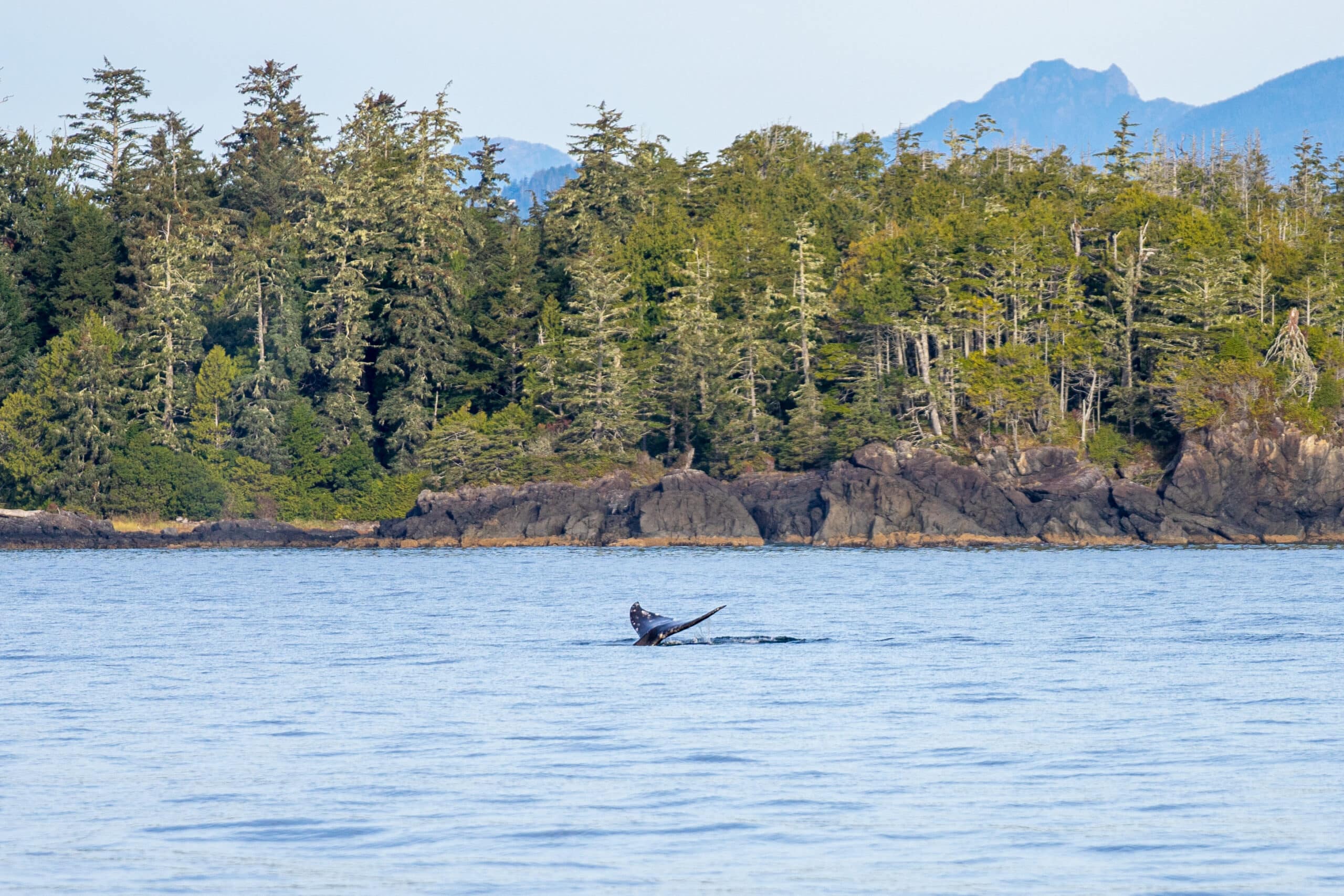 https://www.discovercanadatours.com/wp-content/uploads/2023/05/©Lisanne_Smeele_Tofino_FAM-26-scaled.jpg