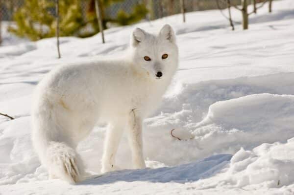 https://www.discovercanadatours.com/wp-content/uploads/2023/05/©YukonGovt-CathieArchbould-ArcticFox-WildlifePreserve-600x399.jpg