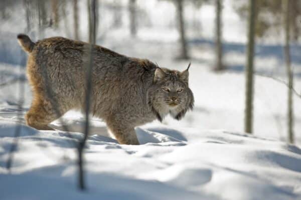 https://www.discovercanadatours.com/wp-content/uploads/2023/05/©YukonGovt-Lynx-WildlifePreserve-600x399.jpg