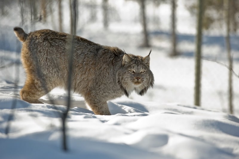 https://www.discovercanadatours.com/wp-content/uploads/2023/05/©YukonGovt-Lynx-WildlifePreserve.jpg