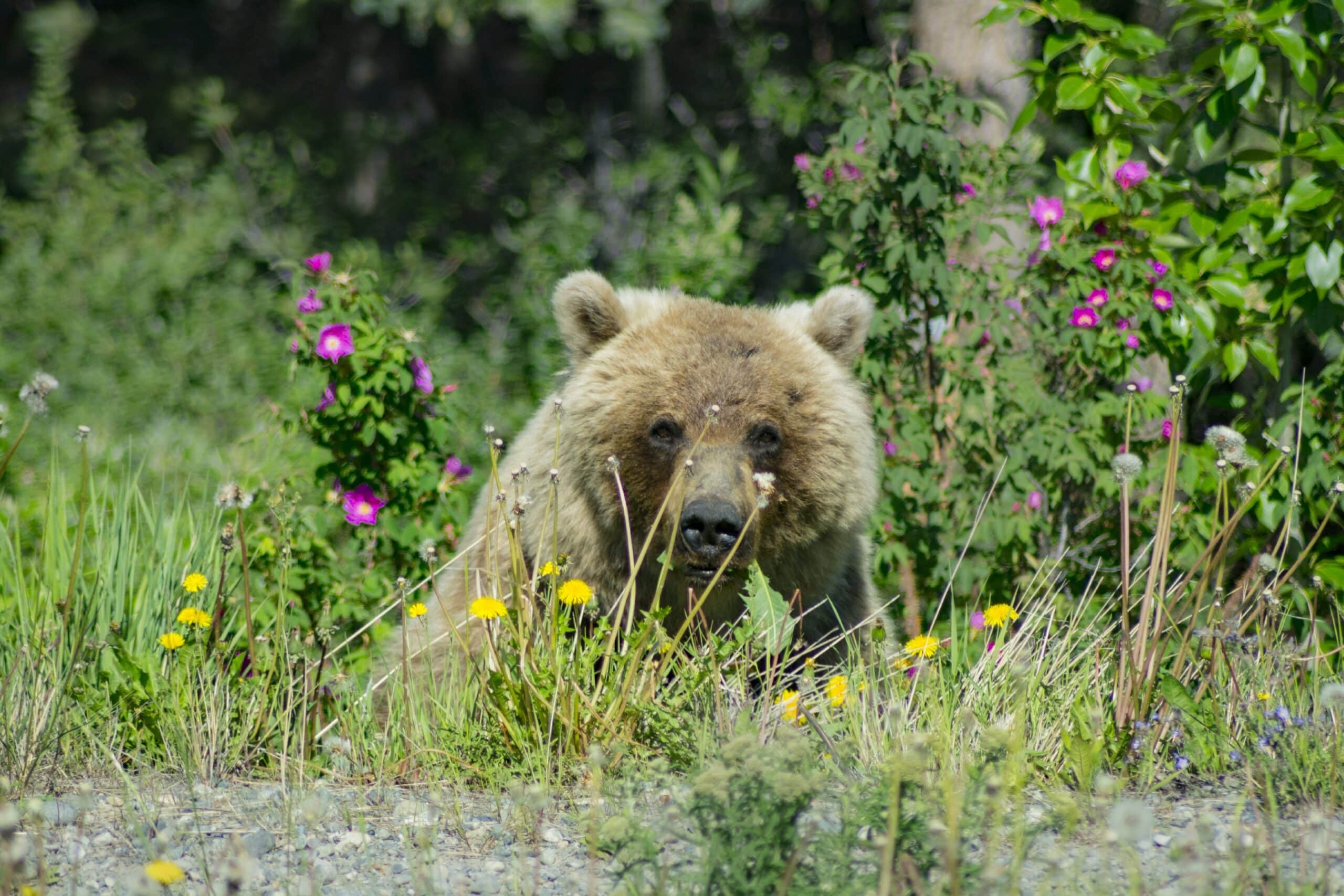 https://www.discovercanadatours.com/wp-content/uploads/2023/06/Tourism_Yukon_Sheena-Greenlaw_Grizzly_Bear_Alaska-_Highway_near-_Haines_Junction-scaled.jpg
