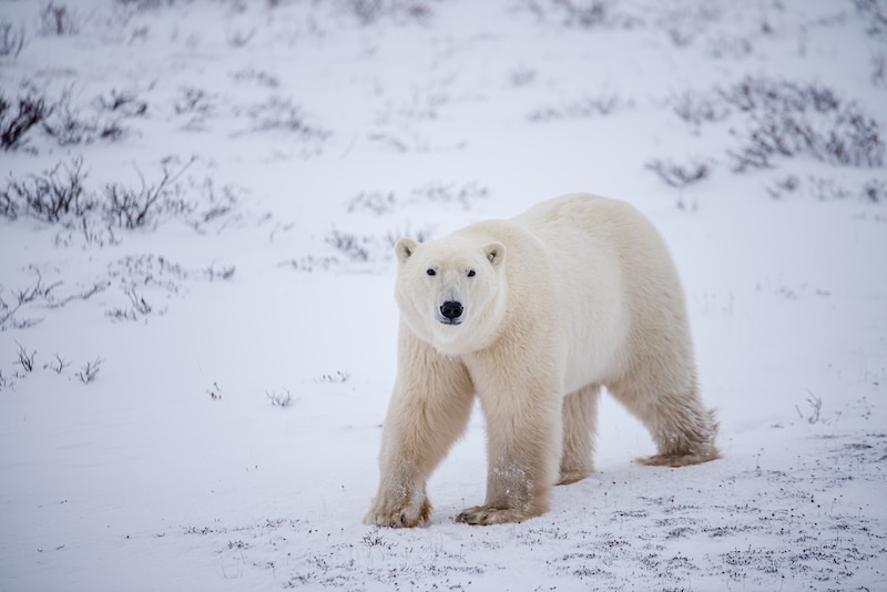 https://www.discovercanadatours.com/wp-content/uploads/2023/10/©FrontiersNorthAdventures-AbbyMatheson-PolarBear.jpg