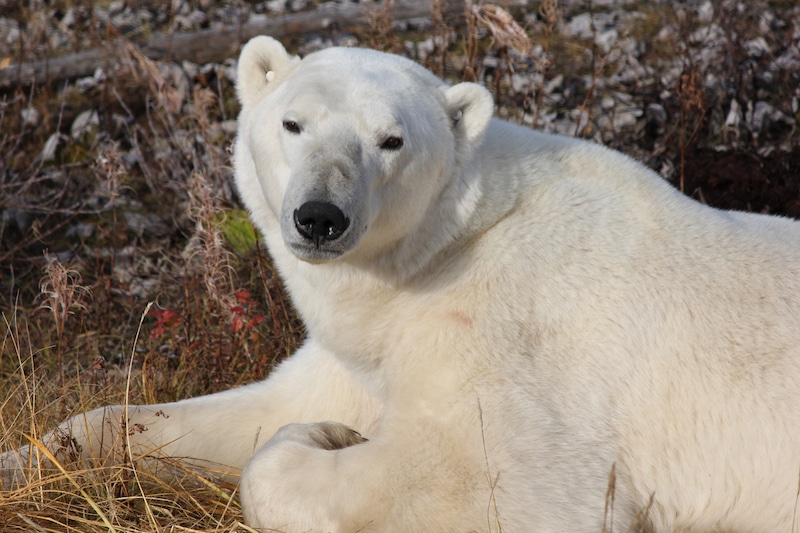 https://www.discovercanadatours.com/wp-content/uploads/2023/10/©FrontiersNorthAdventures-BreeJulie-PolarBear-Churchill.jpg