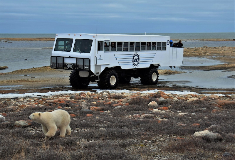 https://www.discovercanadatours.com/wp-content/uploads/2023/10/©FrontiersNorthAdventures-BrianWilson-TundraBuggy-Churchill.jpg