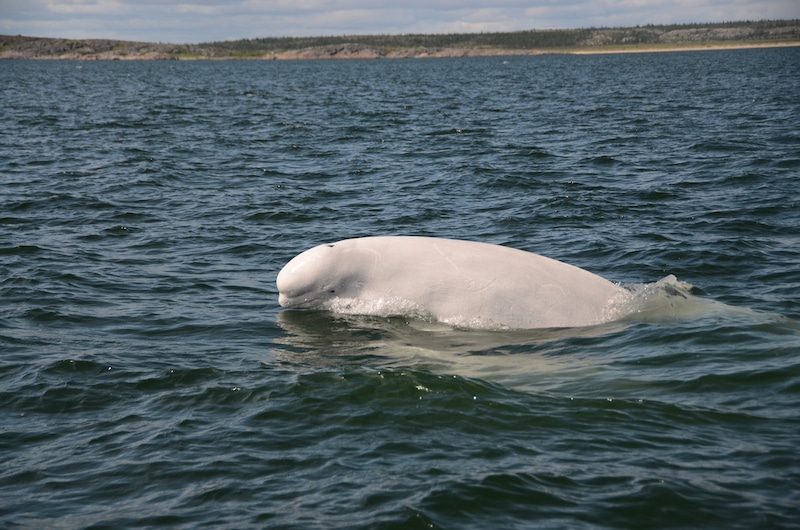 https://www.discovercanadatours.com/wp-content/uploads/2023/10/©FrontiersNorthAdventures-DougRoss-BelugaWhale-Churchill.jpg