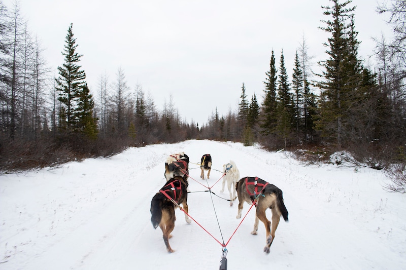 https://www.discovercanadatours.com/wp-content/uploads/2023/10/©FrontiersNorthAdventures-MadelineGrant-DogSledding-Churchill.jpg