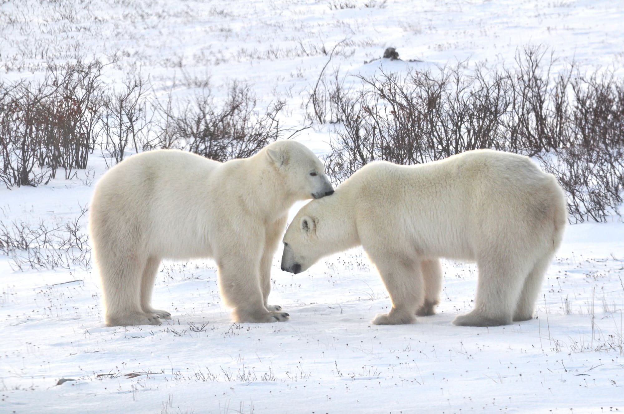 tours of churchill manitoba