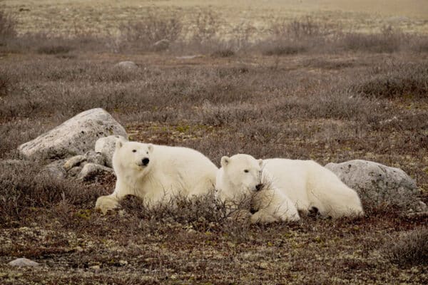 https://www.discovercanadatours.com/wp-content/uploads/2023/10/©TravelManitoba-PolarBears-600x400.jpg