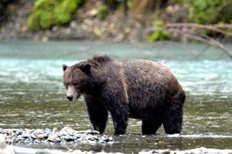 https://www.discovercanadatours.com/wp-content/uploads/2023/11/©CampbellRiverWhaleWatchingAdventureTours-GrizzlyBear.jpg