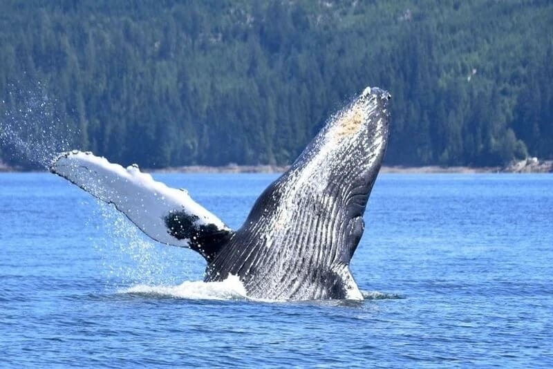 https://www.discovercanadatours.com/wp-content/uploads/2023/11/©CampbellRiverWhaleWatchingAdventureTours.jpg