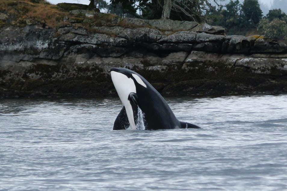 https://www.discovercanadatours.com/wp-content/uploads/2023/11/©DCT-CamilaCezar-WhaleWatching.jpg