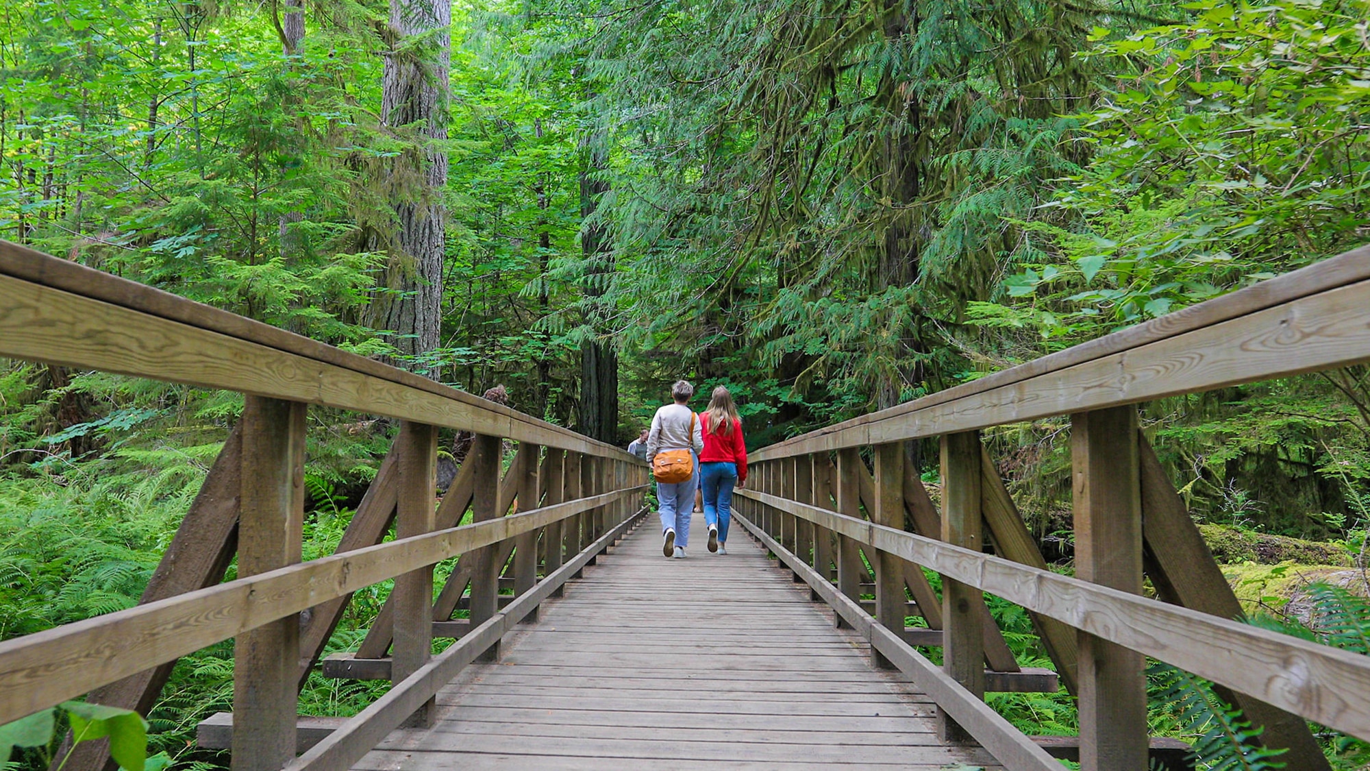 https://www.discovercanadatours.com/wp-content/uploads/2024/01/©DCT-Tofino-Ucluelet-Rainforest.jpg