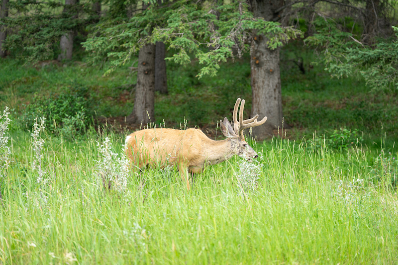 https://www.discovercanadatours.com/wp-content/uploads/2025/04/©DCT-LisanneSmele-Wildlife-RockyMountains-1.jpg