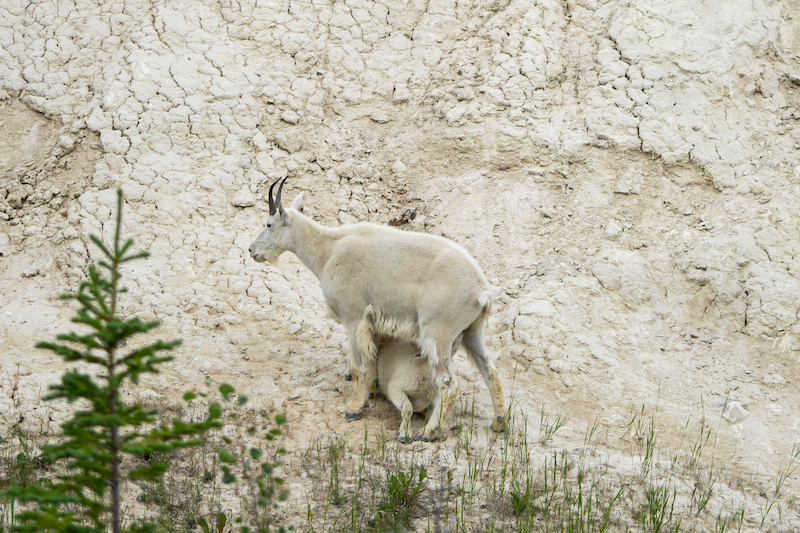 https://www.discovercanadatours.com/wp-content/uploads/2025/04/©DCT-LisanneSmele-Wildlife-RockyMountains-2.jpg